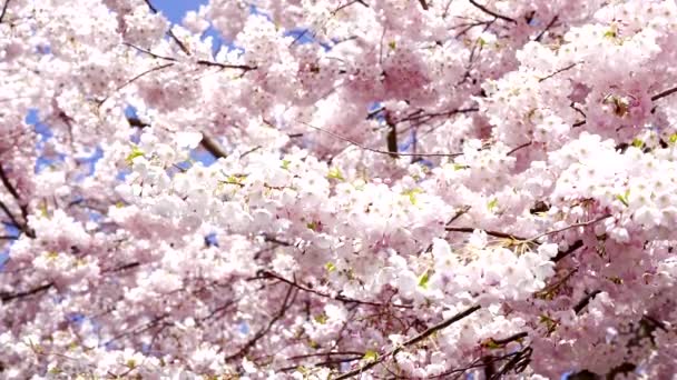 Flor de cerezo con flores rosadas en la naturaleza de primavera, cámara lenta, floración — Vídeos de Stock
