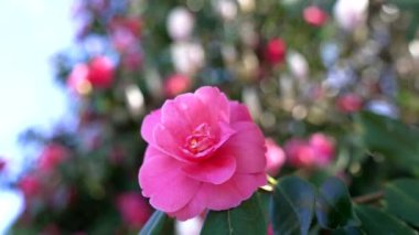 Pembe gül çiçeği açık havada çiçek açıyor, yavaş çekim, yaz