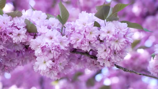 Primo piano estremo di bel fiore di ciliegia giapponese viola fioritura di sakura, fiore — Video Stock