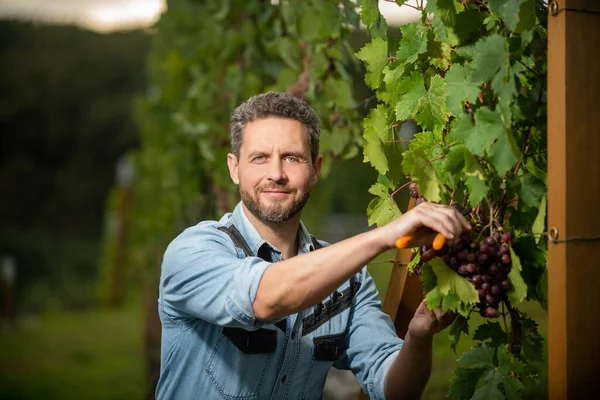 Viticultor masculino cortando vid con tijeras de jardín, viticultor — Foto de Stock