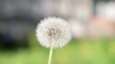 Beyaz tohumlu karahindiba yavaşça yaklaşır, doğa