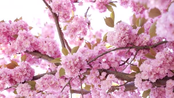 Gorgeous pink japanese cherry flower blossom of sakura, bloom — Stock Video