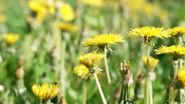 Summertime floral background with yellow dandelion, flora — Stock Video