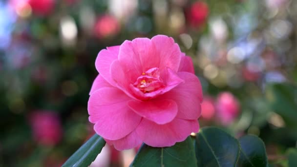 Macro slow motion of summer blooming pink rose, summertime — Stockvideo