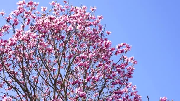 Flowers of magnolia tree bloom on sunny sky, slow motion, spring — 图库视频影像