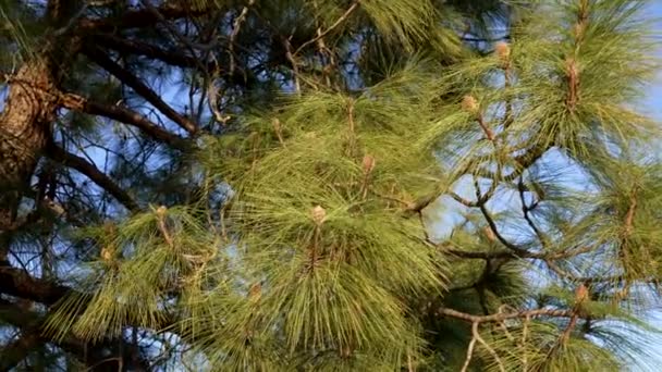Slow motion green young branch of a fir-tree sways in the wind, forest — Video Stock