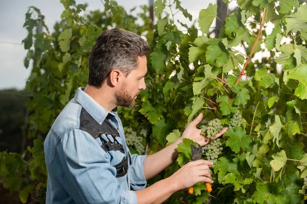 Vigneron professionnel sur la viticulture. homme mature moissonneuse sur la récolte d'été. — Photo