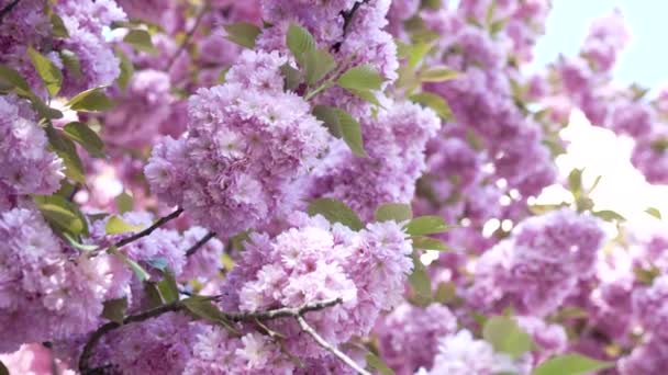 Naturlig bakgrund av japansk körsbär blomma blommar av sakura, selektiv fokus, aromaterapi. — Stockvideo