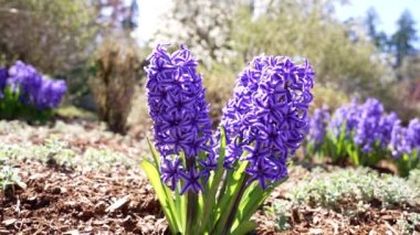 Sümbül veya jakinth çiçeği. Dışarıda büyüyen mor renk, yakın çekim yavaş çekim, doğa.
