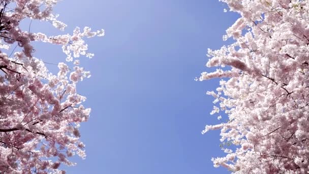 Blue sky copy space with apricot blossoming tree, slow motion, bloom — Stockvideo