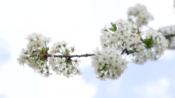 Beyaz kiraz çiçeği açan çiçek ağacı. Yakın plan, bahar. — Stok video