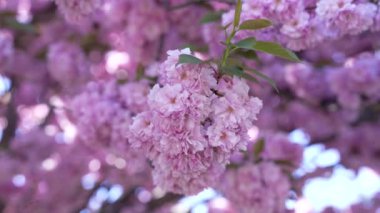 extreme closeup of beautiful lilac japanese cherry flower blooming of sakura, season