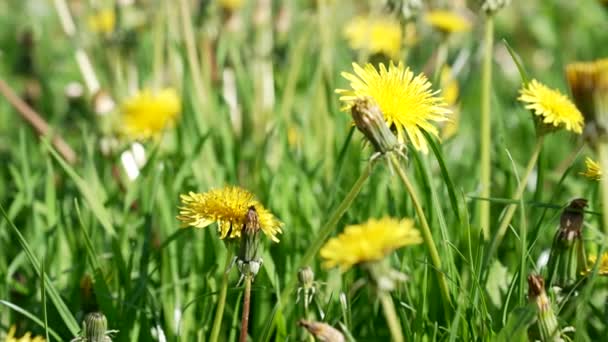 Primavera naturaleza con taraxacum flor amarilla planta, naturaleza — Vídeos de Stock