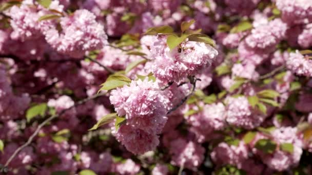 Macro slow motion of sakura flower on sun, summer — стоковое видео