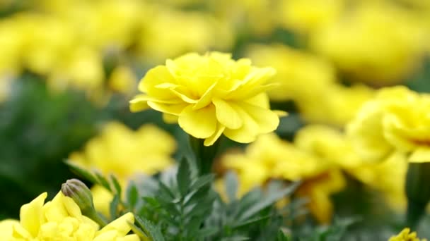 Blooming tagetes patula flowers with yellow petals in blurred nature, marigolds — 비디오