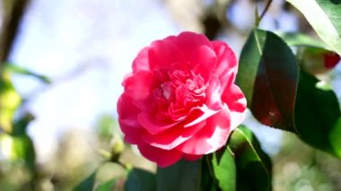 macro flower of garden rose red color with petals outside, slow motion, nature