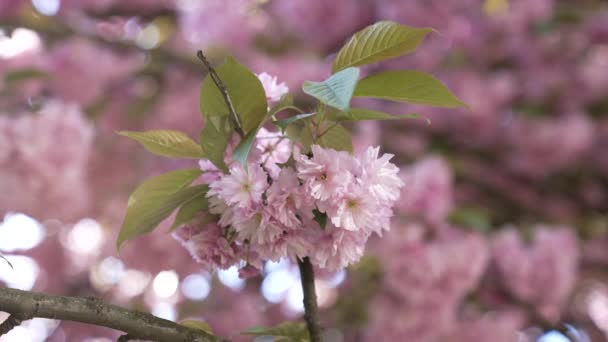 Friss virágzó rózsaszín japán cseresznyevirág virágzás szakura, növény — Stock videók
