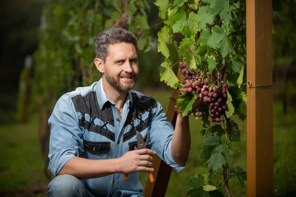 Wijnbouwer die druiven snijdt met een tuinschaar, fruit — Stockfoto