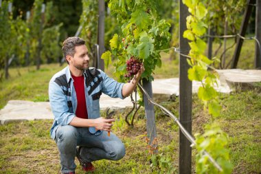 Enolojist tarafından kesilen üzüm asmaları, makaslar, üzümler