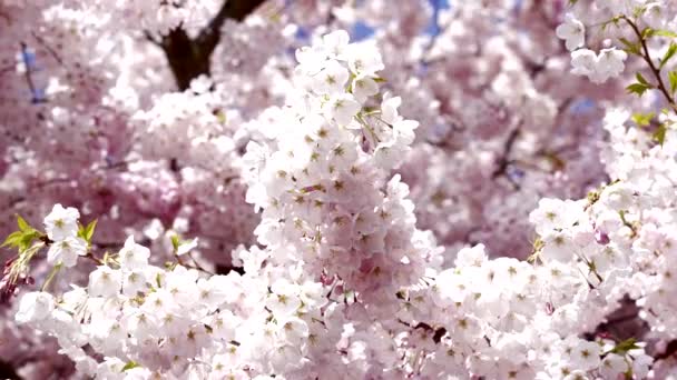 Крупный план цветущего в саду абрикоса с цветами, замедленная съемка, природа — стоковое видео