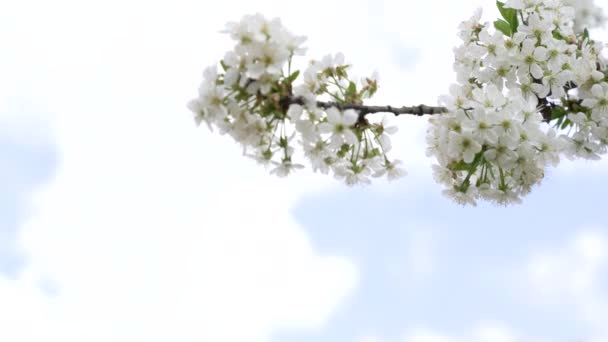 Aprikos blommor i blom pÃ ¥himlen bakgrund, slow motion — Stockvideo