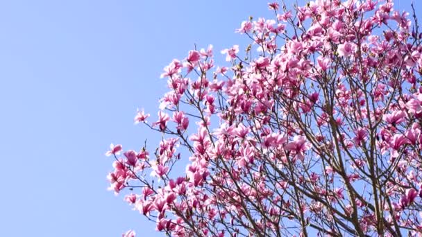 Cielo azul con magnolia flor con flores de color rosa en la naturaleza de primavera, cámara lenta, floración — Vídeo de stock
