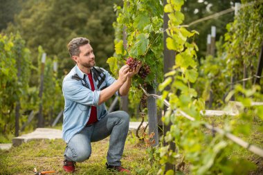 Olgun üzüm hasadı. Böcek yetiştiricisi, üzüm çiftliği tarafından kontrol edildi.