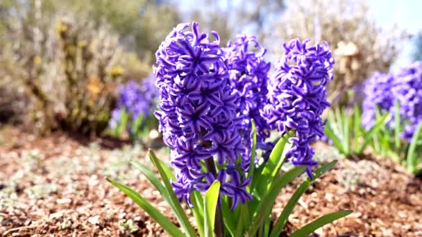 Movimento lento close-up de hyacinthus orientalis roxo florescendo na primavera, jacintos. — Vídeo de Stock