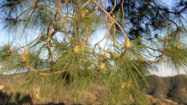 Fir gren med gröna knoppar växande gran träd groddar, natur — Stockvideo