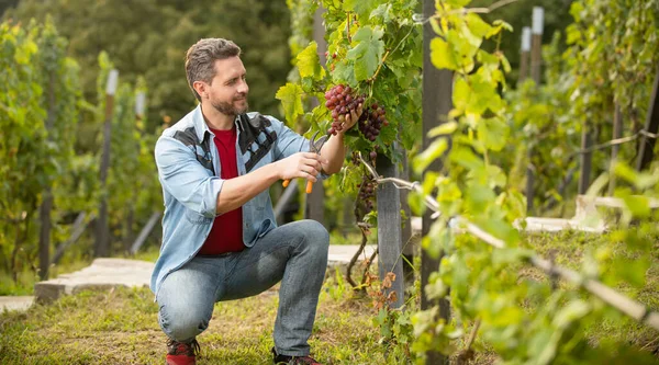 Granjero cortar vid. viticultor racimo de uvas de corte. propietario de viñedo masculino. — Foto de Stock