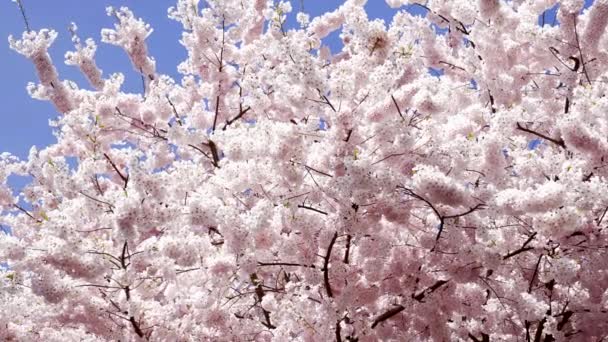 Flor de cerezo con flores de color rosa en el fondo de la naturaleza primavera, cámara lenta, naturaleza — Vídeo de stock