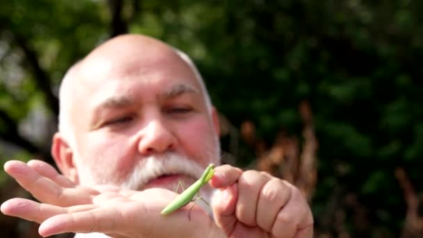 Gammal senior man finger grön insekt sitter på handen, be mantis — Stockvideo