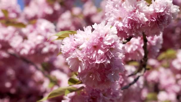 Vacker blomma av rosa körsbär blomma närbild, vår — Stockvideo