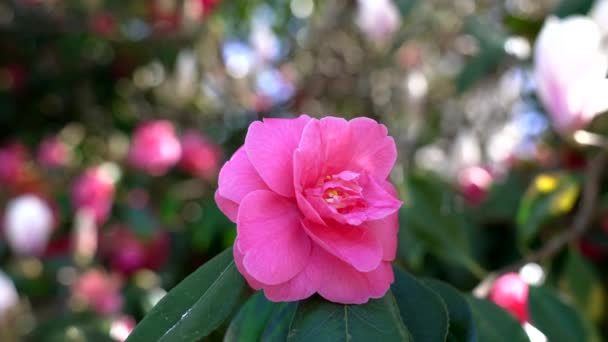 Naturaleza de verano con flor rosa de jardín flor de rosa, primavera — Vídeo de stock