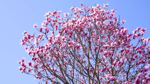 Rosa magnolia blomma i vår natur på blå himmel, slow motion, vår — Stockvideo