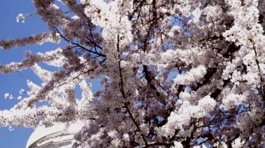 Bahar doğasında sakura çiçeği, yavaş çekim, bahar zamanı