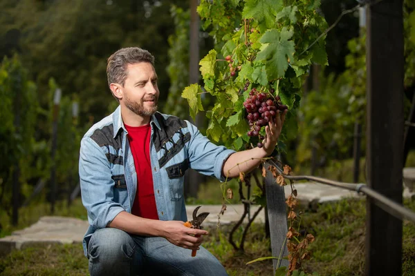 Hombre viticultor cortar uvas con tijeras de jardinería, vendimia uva — Foto de Stock