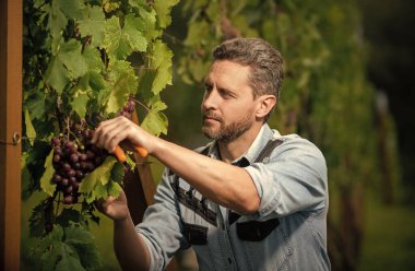 Bahçe makası kullanan bir enolog. Çiftçi dedikoduları kesti. Üzüm kesen bir sirke ustası.