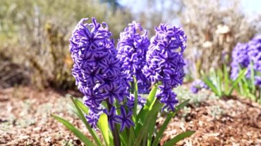 sümbül veya jakinth bitkisinin mor rengi, kapanış yavaş çekim, bahar zamanı