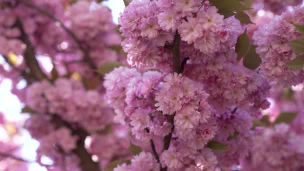 Красивый розовый японский вишневый цветок цветущий сакура, вишня — стоковое видео