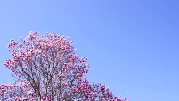 Blommor av magnolia träd blomma på solig himmel bakgrund, slow motion, säsong — Stockvideo