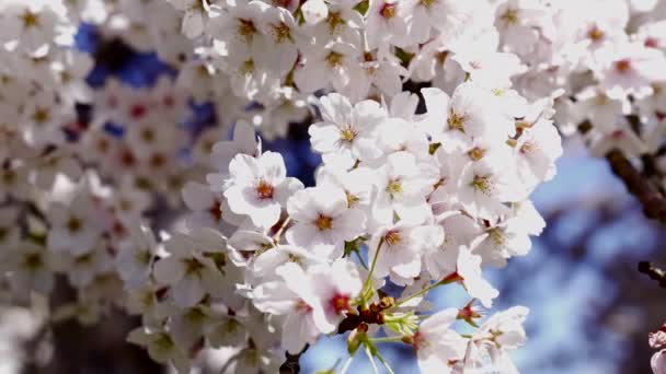 Bunga ceri mekar dengan di musim semi alam, closeup gerak lambat, mekar — Stok Video