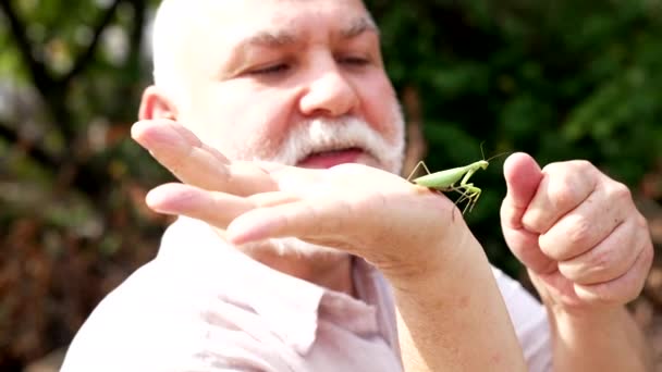 Oude man grijze baard vinger groen bidsprinkhaan zittend op de hand, insect — Stockvideo