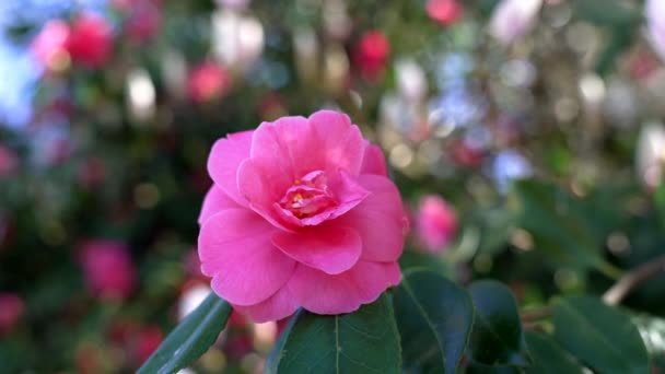 Макро цветок сада розовый цвет с лепестками снаружи, замедленная съемка, природа — стоковое видео