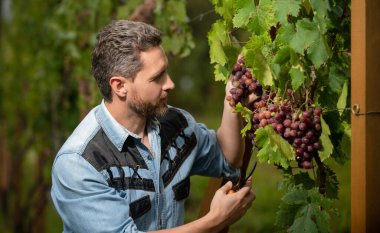 Şarap üreticisi tarafından kesilmiş üzüm makası, meyve