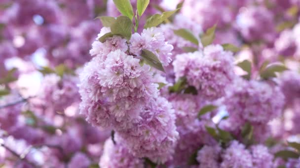 Blommig närbild av underbara rosa japanska körsbär blomma av sakura, natur skönhet — Stockvideo
