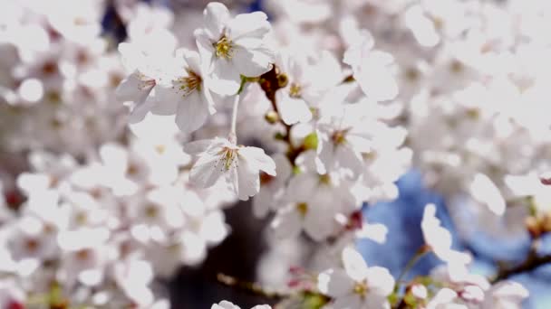 Jardin abricot fleuri arbre avec des fleurs, gros plan ralenti, nature — Video