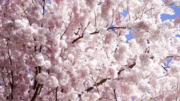 Trädgård aprikos blommande träd med blommor bakgrund, slow motion, vår — Stockvideo