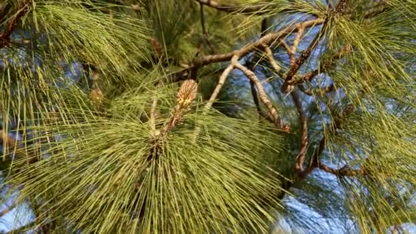 Fundo de beleza natural em câmera lenta de pinheiro de abeto sempre verde com agulhas e cone de pinho, planta — Vídeo de Stock