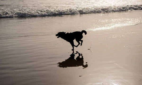 Silhueta de cão animal de estimação correndo na praia de verão, cão — Fotografia de Stock